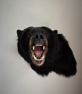 Read more about the article How to Choose Between Full, Half, & Head-Only Bear Mounts