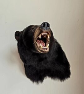Read more about the article Custom Bear Taxidermy Mounts: Turning Your Vision into Reality