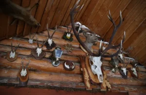 Read more about the article Best Placement Ideas for Displaying Your Deer Shoulder Mount at Home